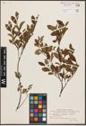Foto von Salix herbacea L. x Salix phylicifolia L. x Salix polaris Wahlenb.